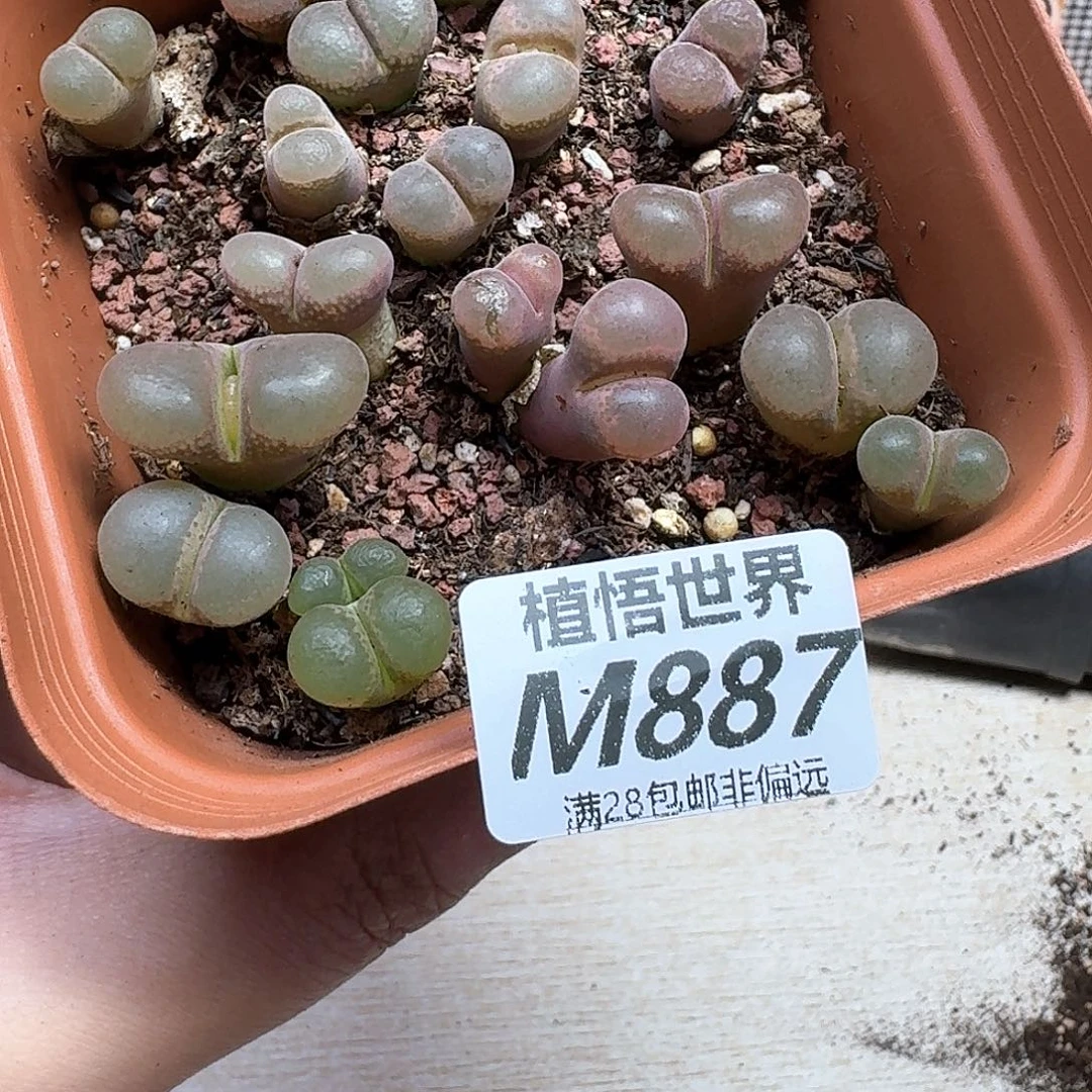 多肉植物的润泽hjjkk