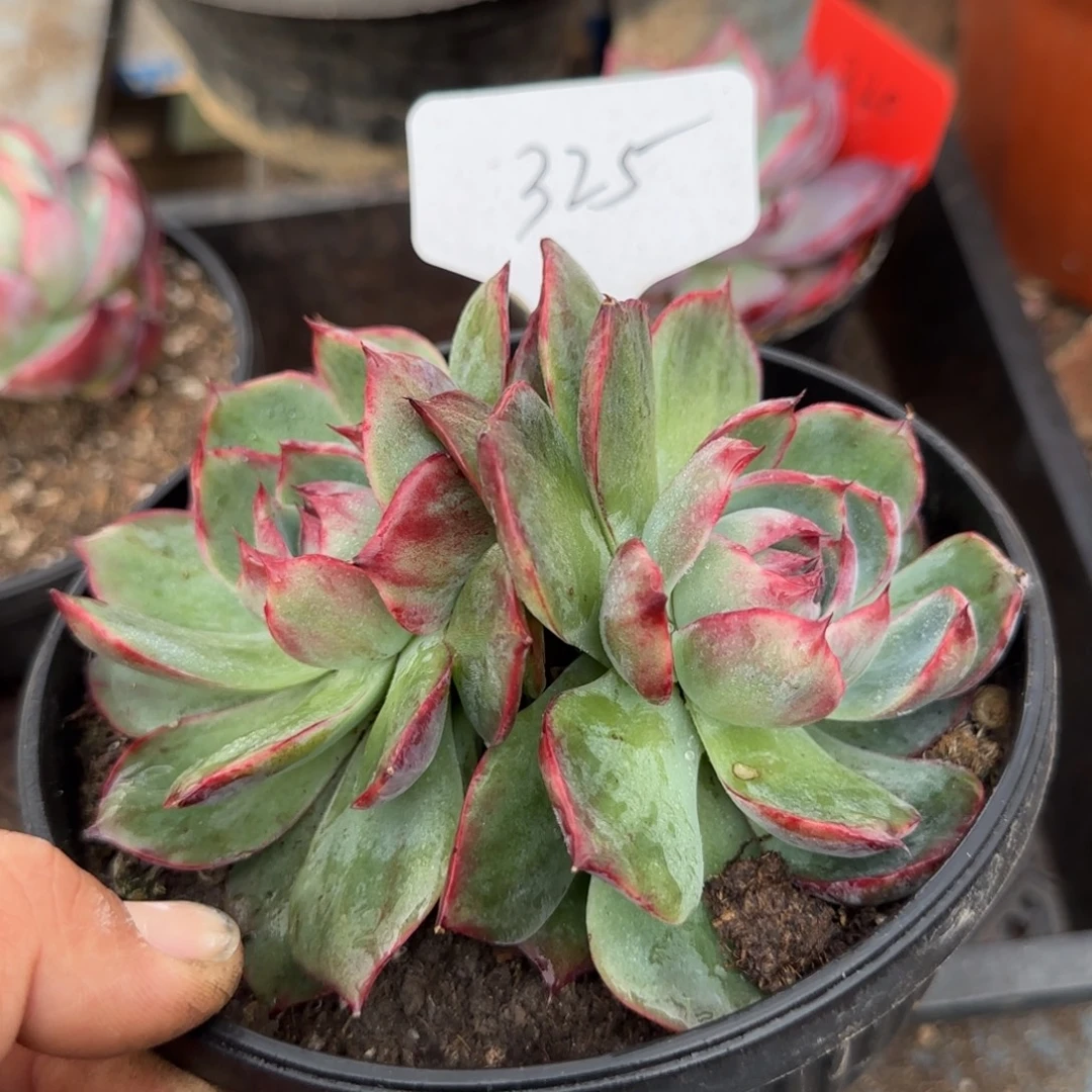 惊鸿一物一拍包装收缩花旱325