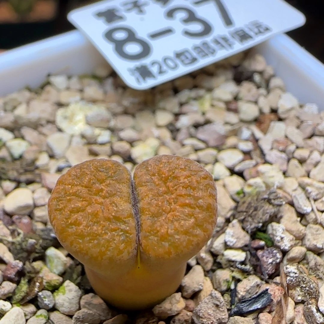 超级蛋糕带盆土发货。