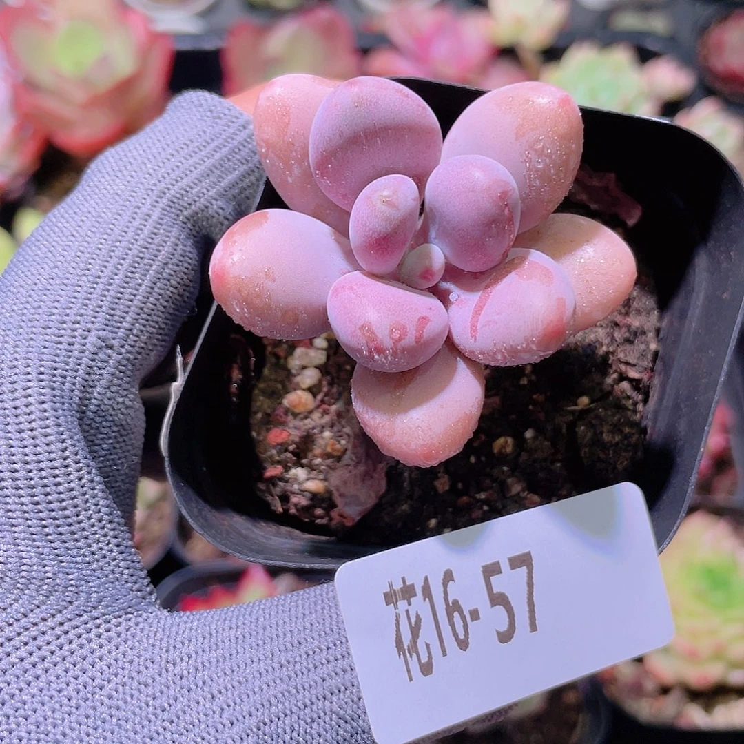 花利美16-57桃蛋