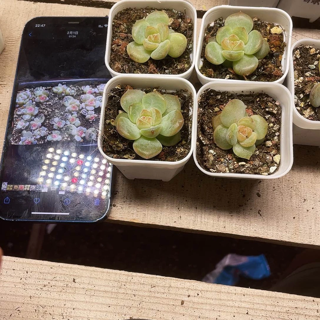 醉玲珑6号中苗盆一个满25包邮