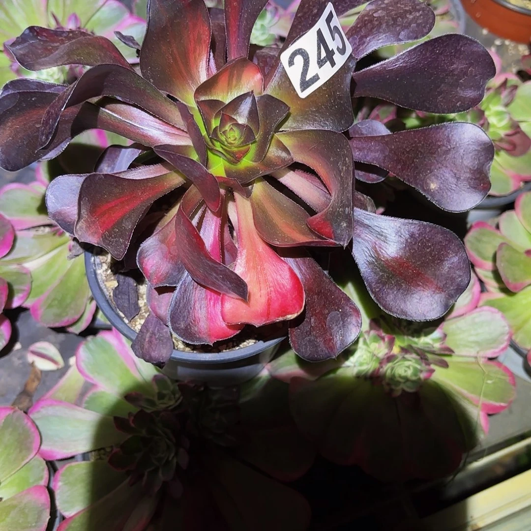 亿***市245多肉植物植物寄