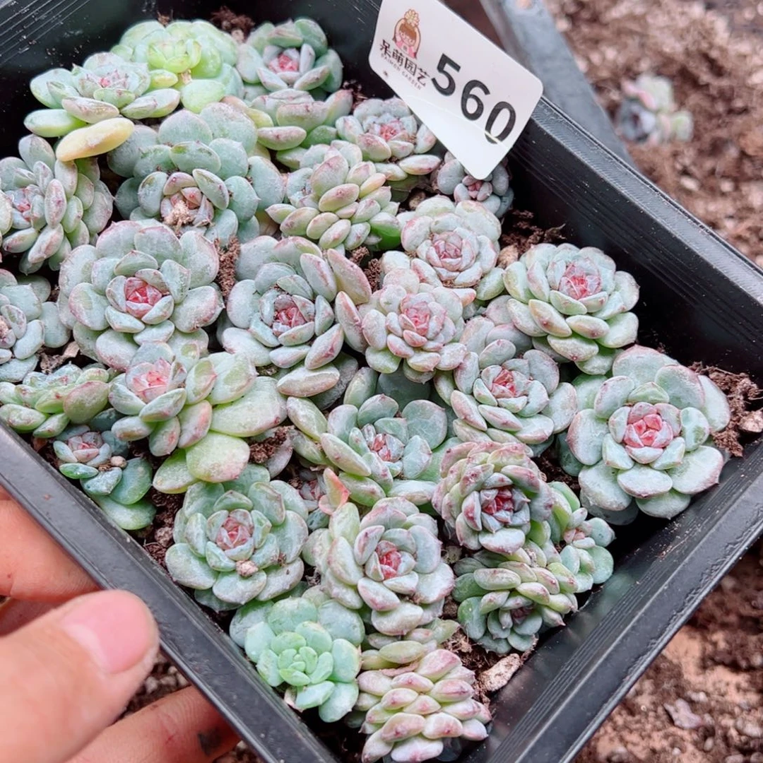 浅***浅多肉植物多肉植物