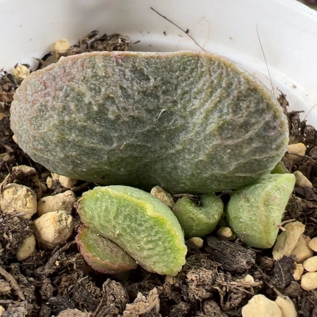 实生底叶苗纹路款多肉植物水泡