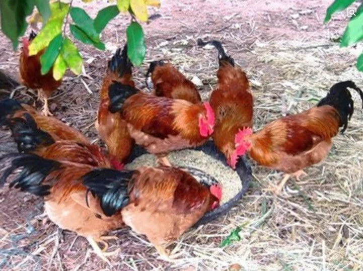 农家散养溜达鸡公鸡1年现宰现杀鲜嫩土鸡补营养