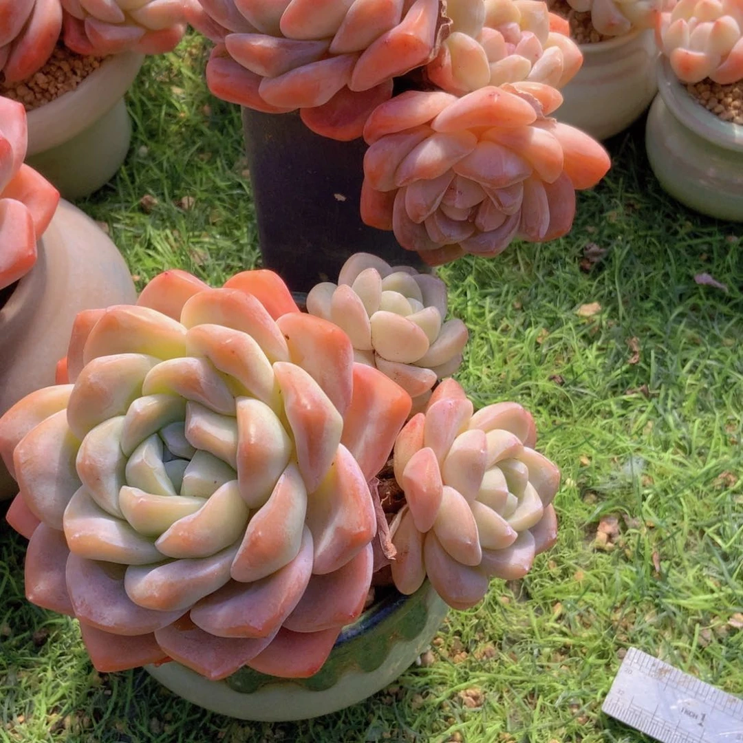 W****韩版冰单头2颗