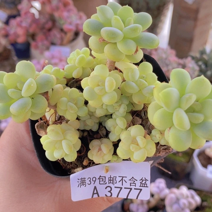 阳光玫瑰不包整8cm3777多肉植物