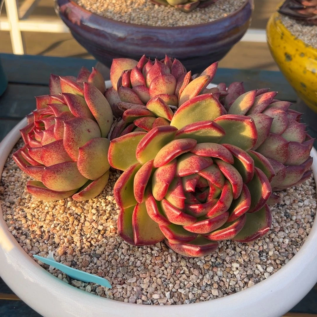 从前慢多肉精选编号0121.1111