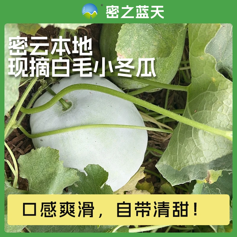 【小冬瓜】密之蓝天密云本地白毛小冬瓜农家肥种植现摘现发2.5-4斤冬瓜