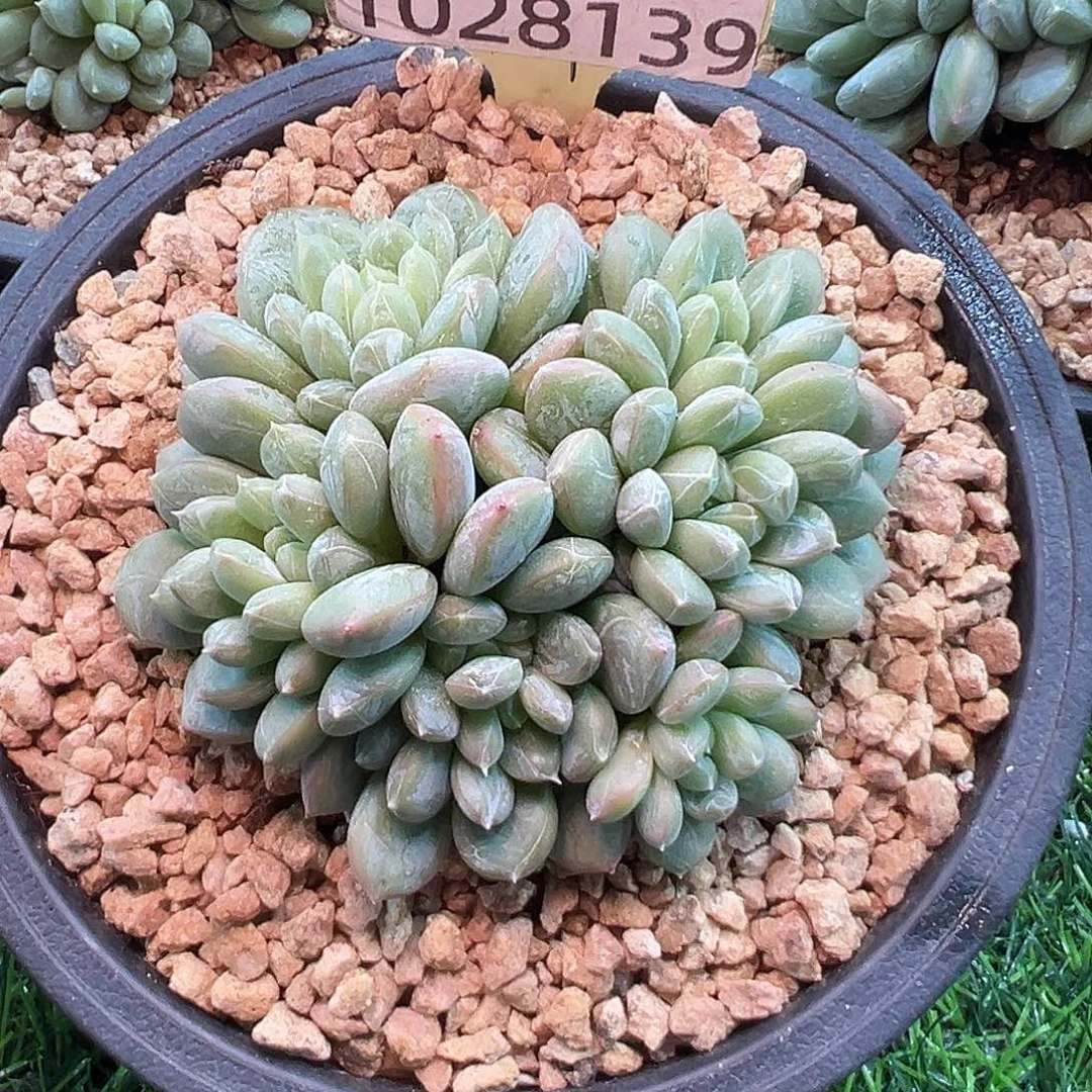 1028139 百搭翡翠精控6头