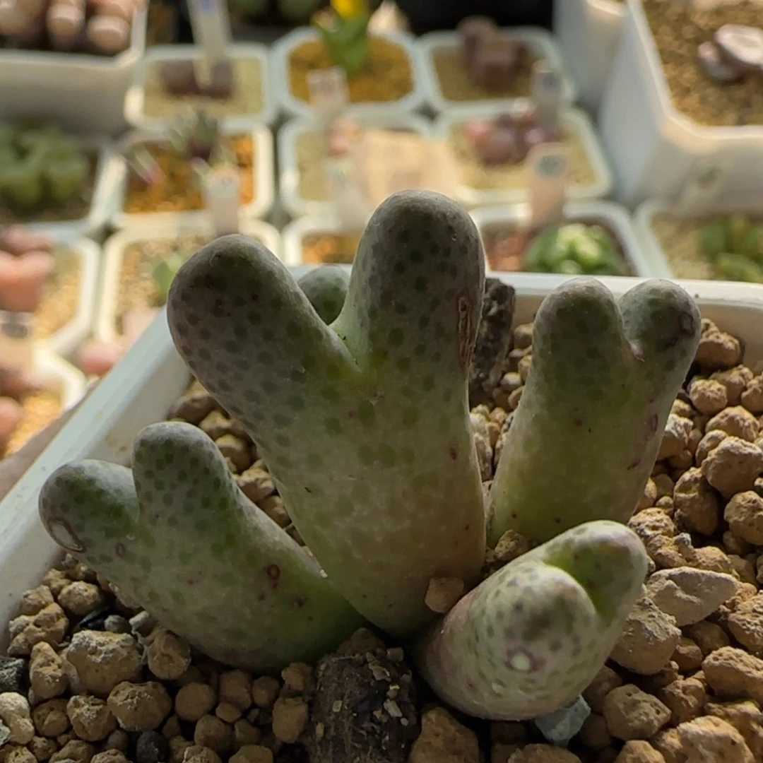 【闪购商品】1146梅花鹿斑马