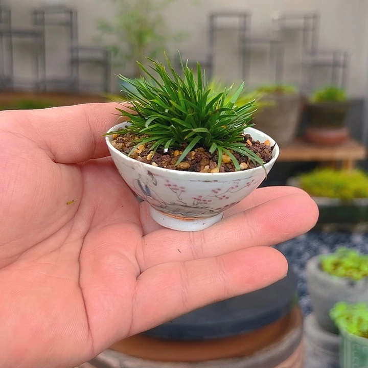 无花朵美人如玉小碗贵船台菖蒲