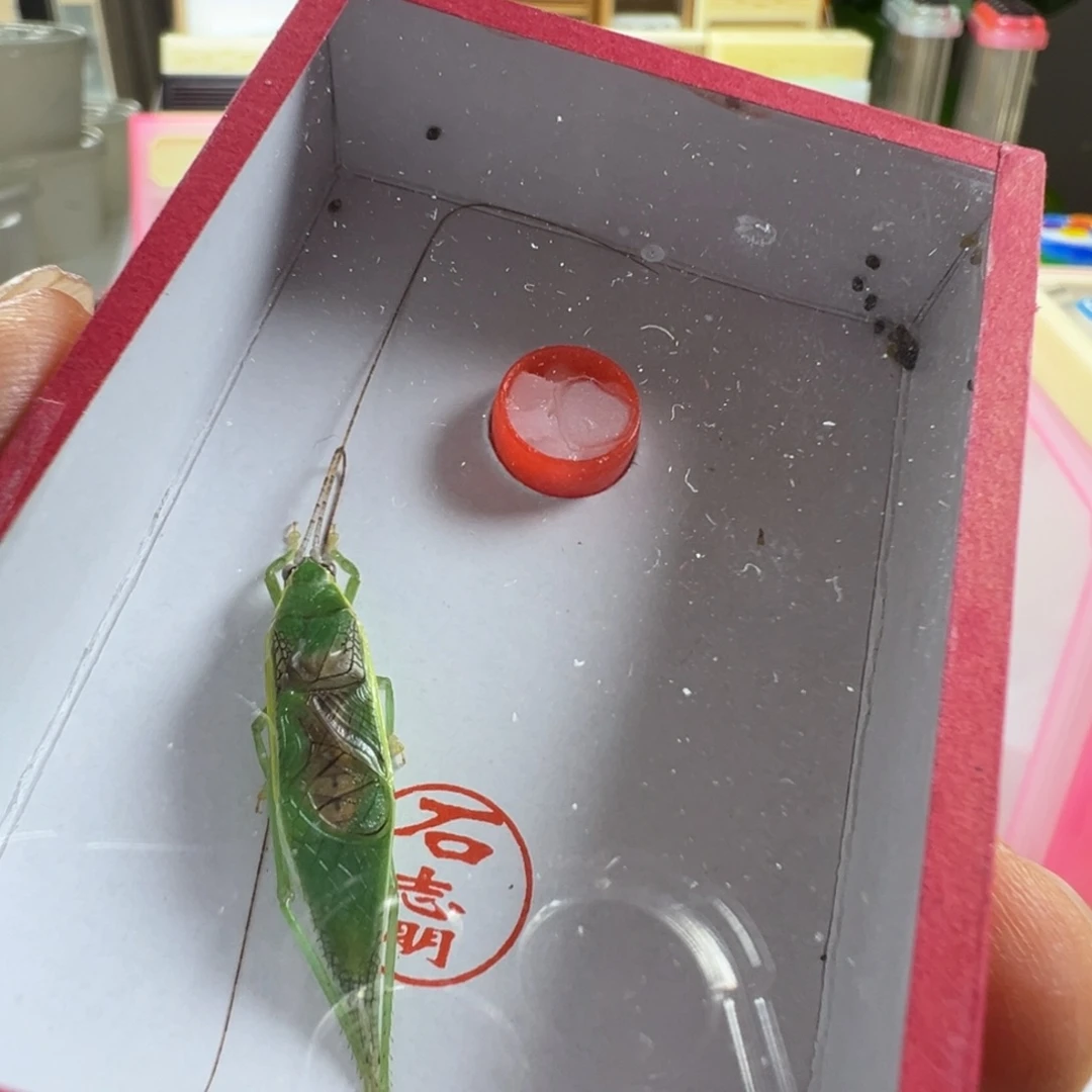 蟋蟀一只石金钟单口长须