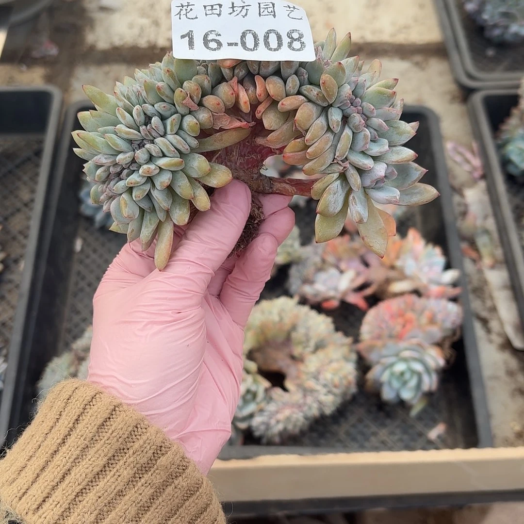 涛***世16.008星影树缀多肉