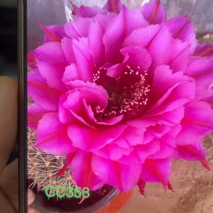 无花朵无根侧芽歪cc358