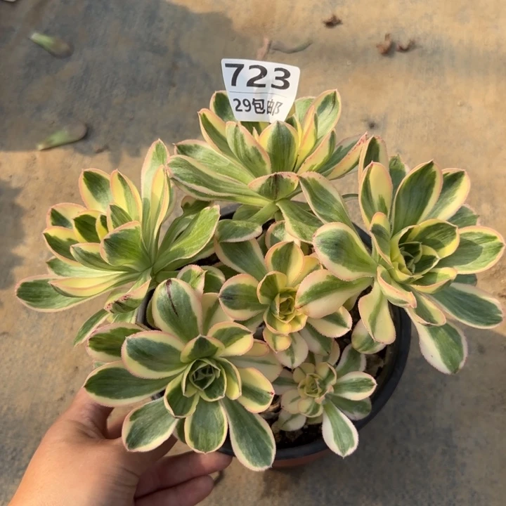 艳姿锦……多肉植物……