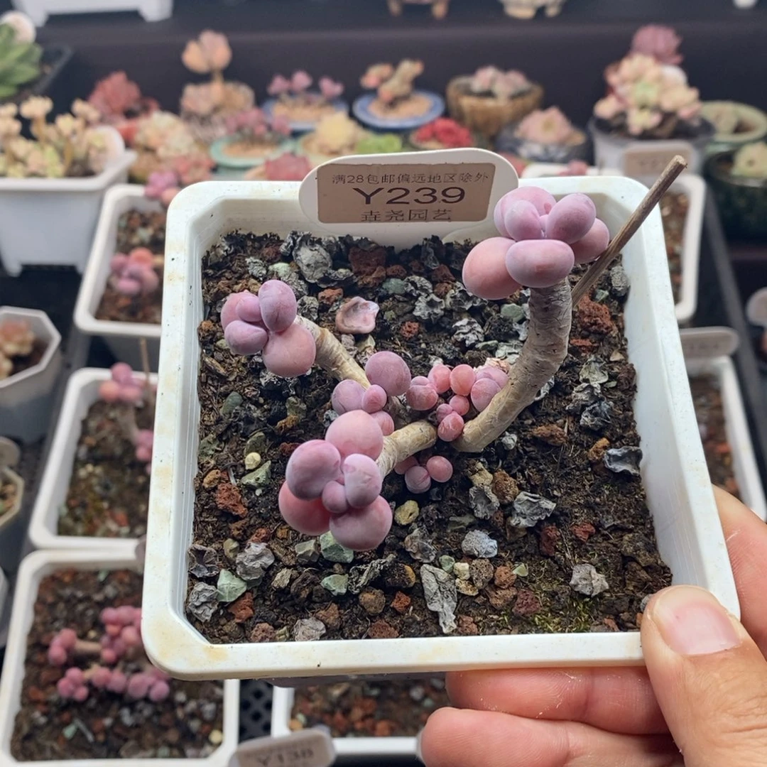 0239 腰子蛋 7cm
