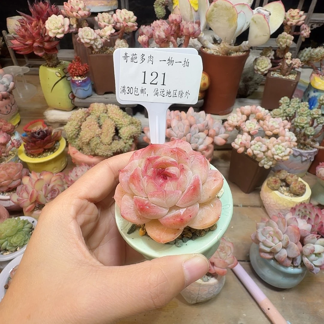 121 一物一拍含盆土