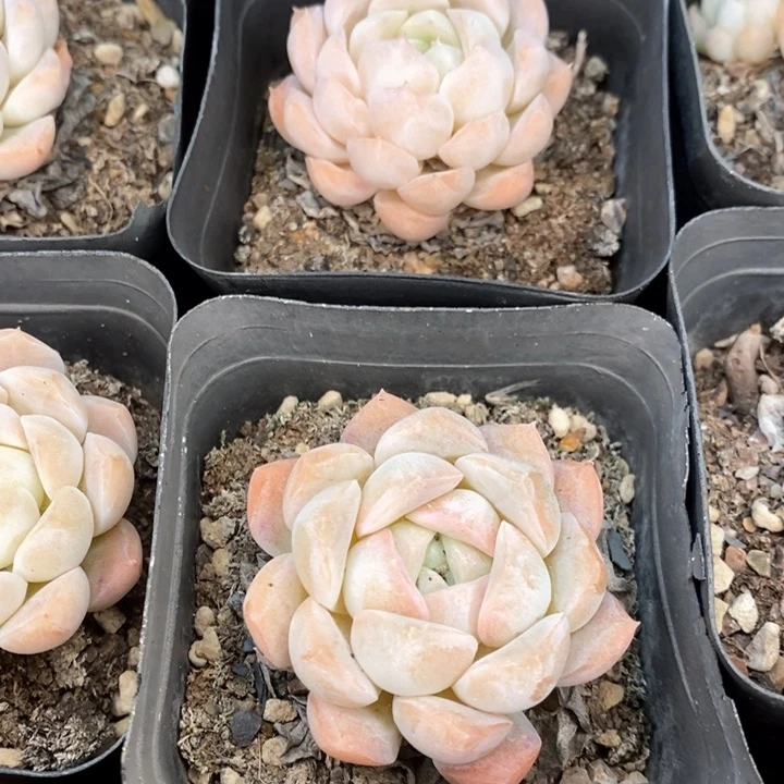 122。白桃。福利多多