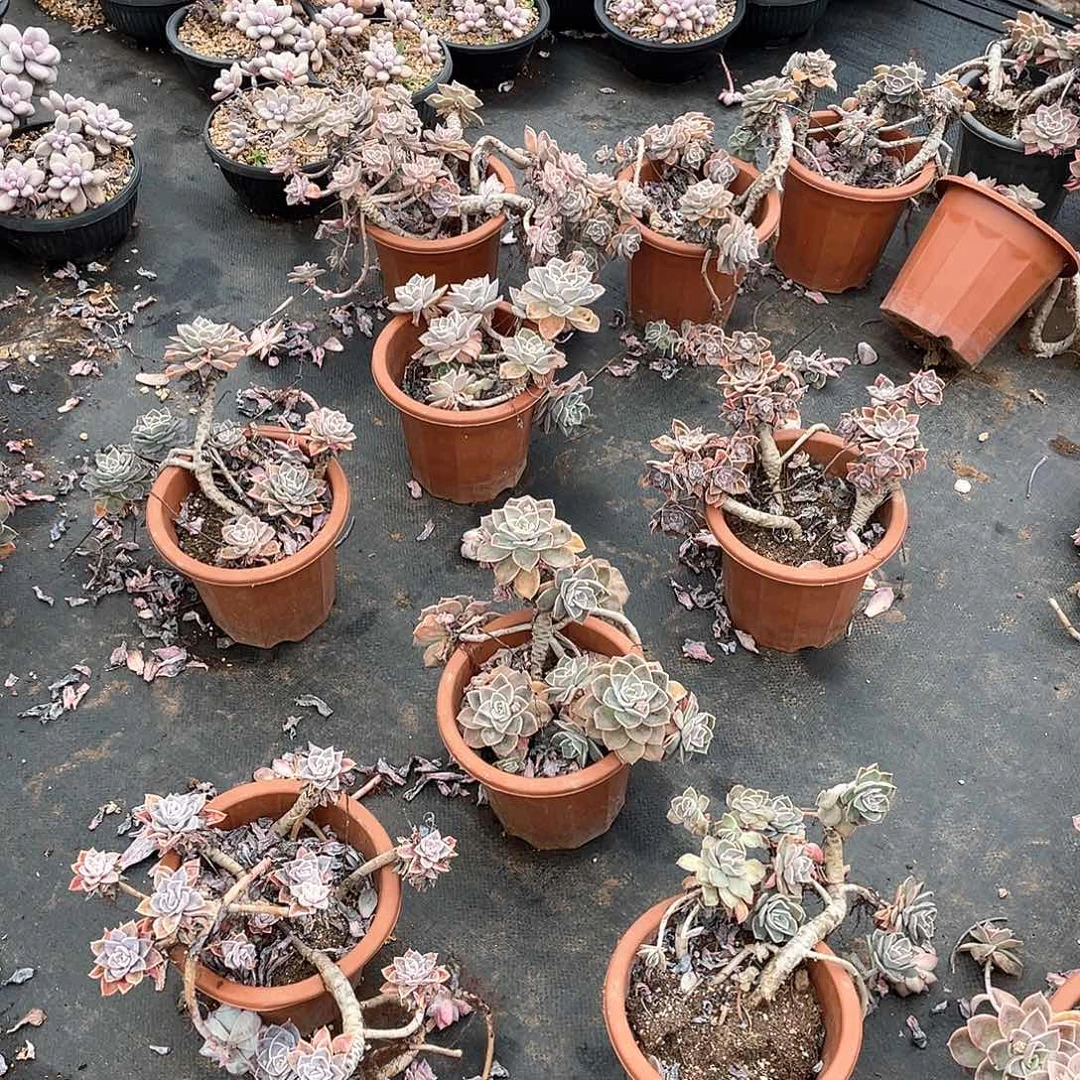 家里大老桩哈利红盆的9.9处理