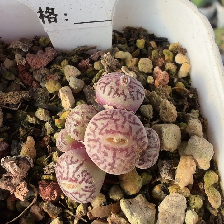 048。满38包邮肉锥