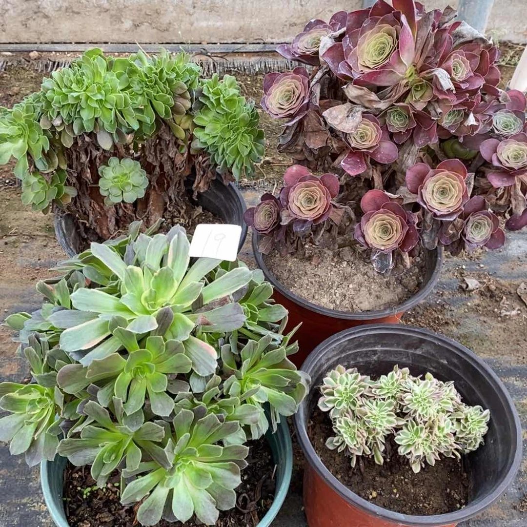 多肉植物组合拼盘19