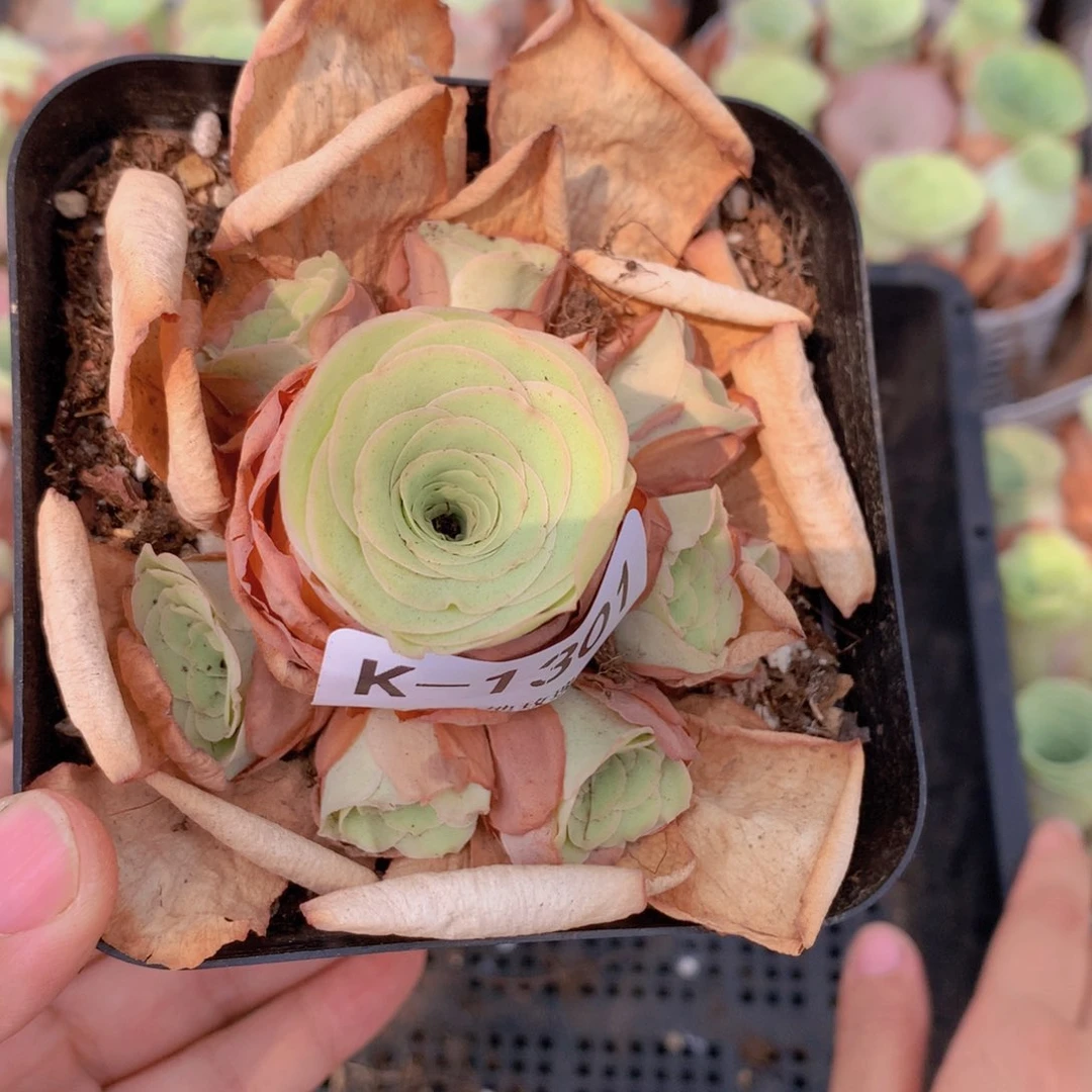 1301福利会掉侧芽不售后