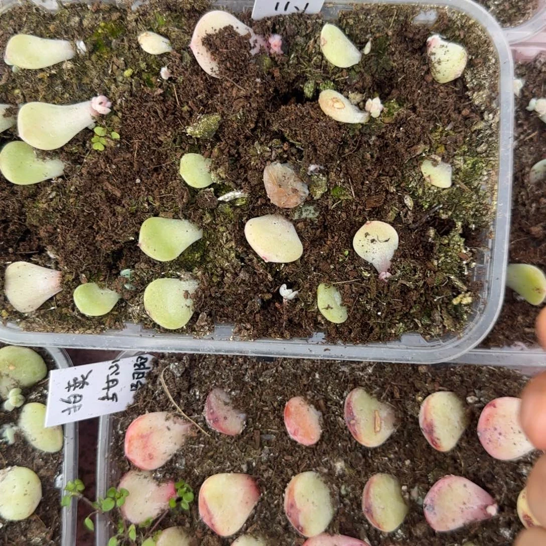 P158 芝麻穴3个满25包邮