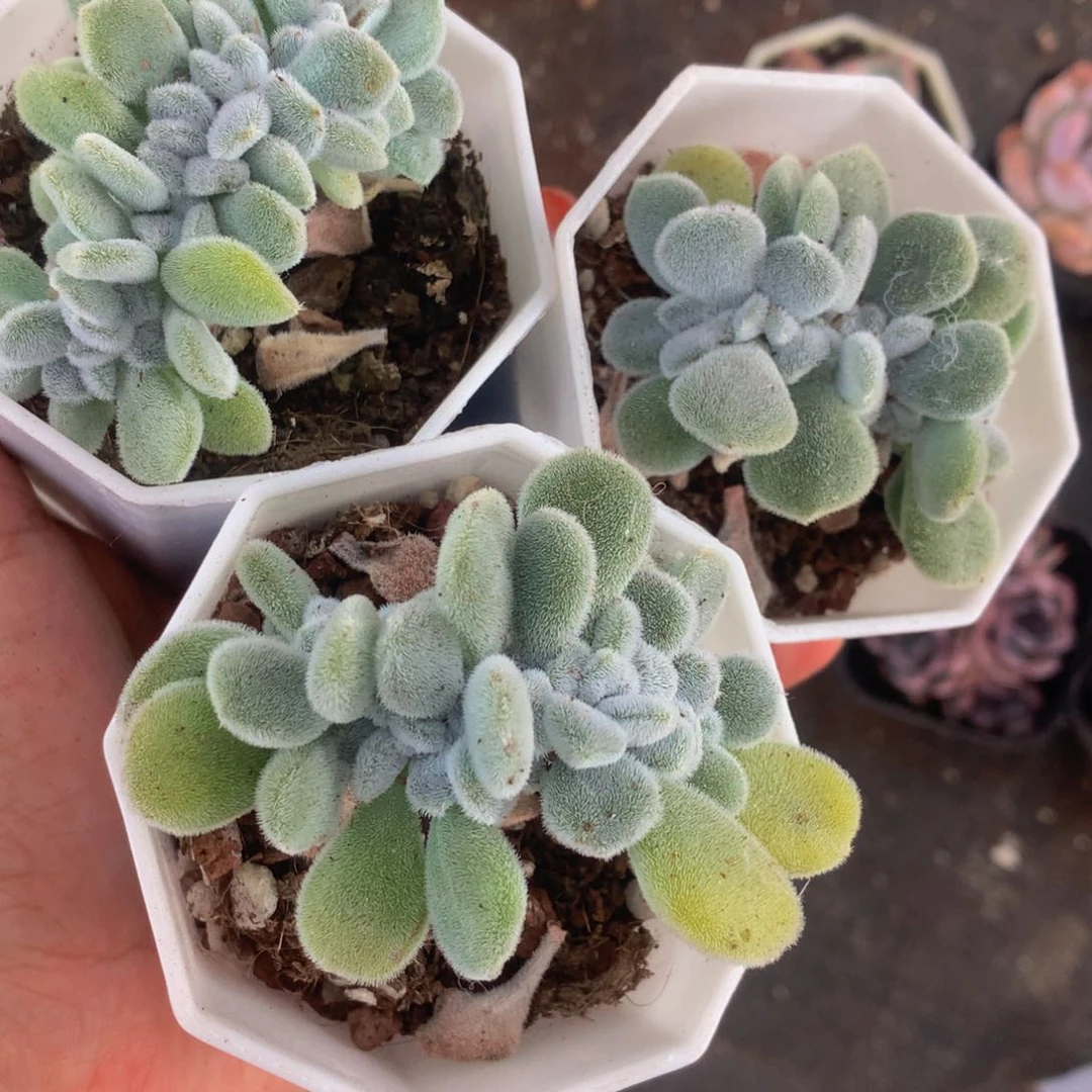 雪晃星  缀  （满9.99包邮不满9.99发叶子）