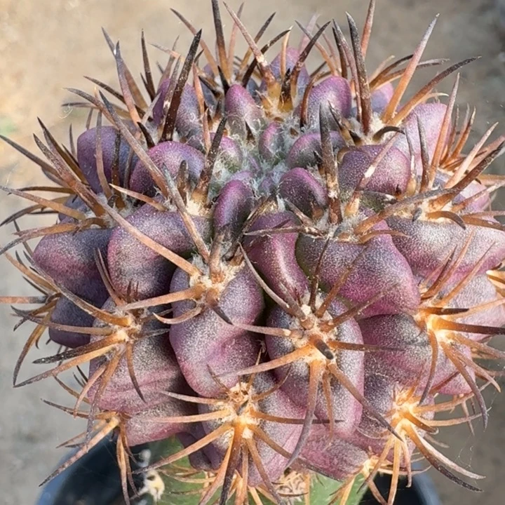 智利属高达999999