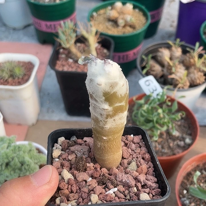 345雪露厚墩菊块根