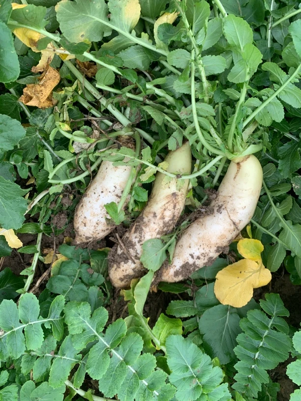 广西桂林农家新鲜白萝卜