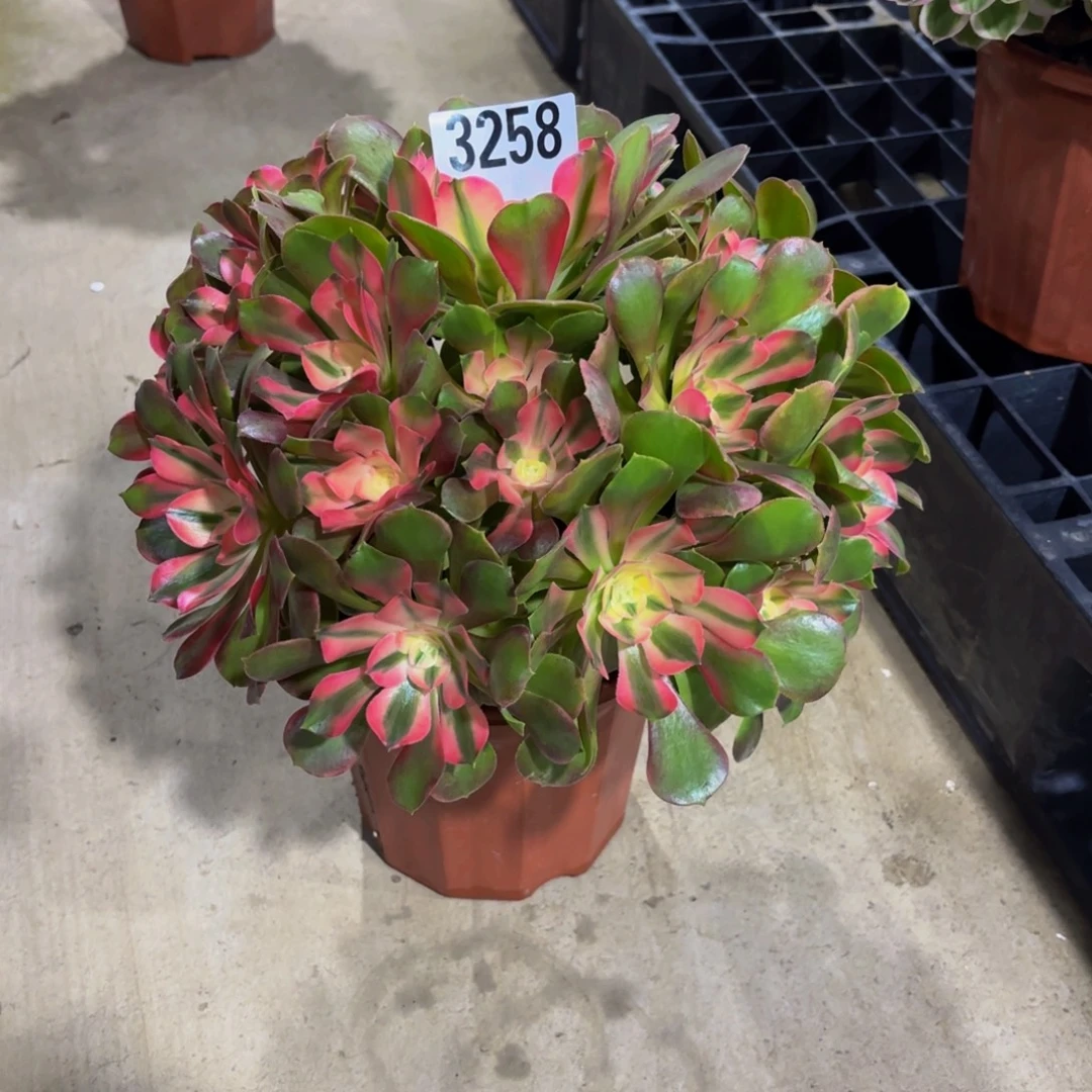 无花朵3258香妃1111111