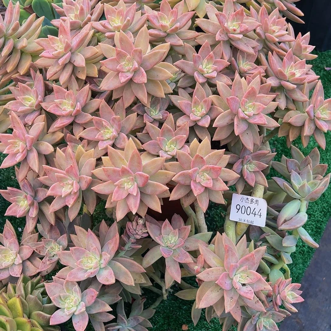 ?***?橙子恋人90044