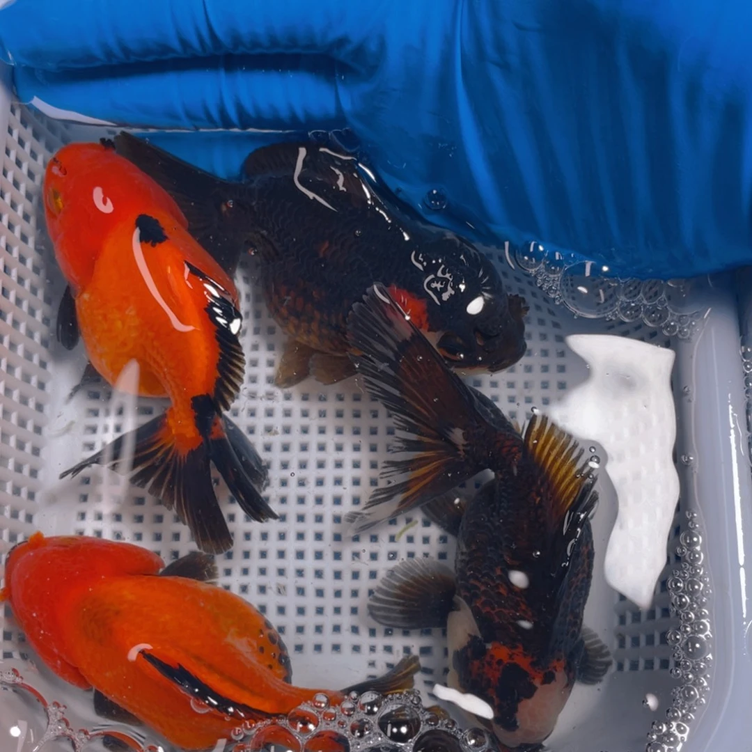 海水鱼花泰狮金鱼39