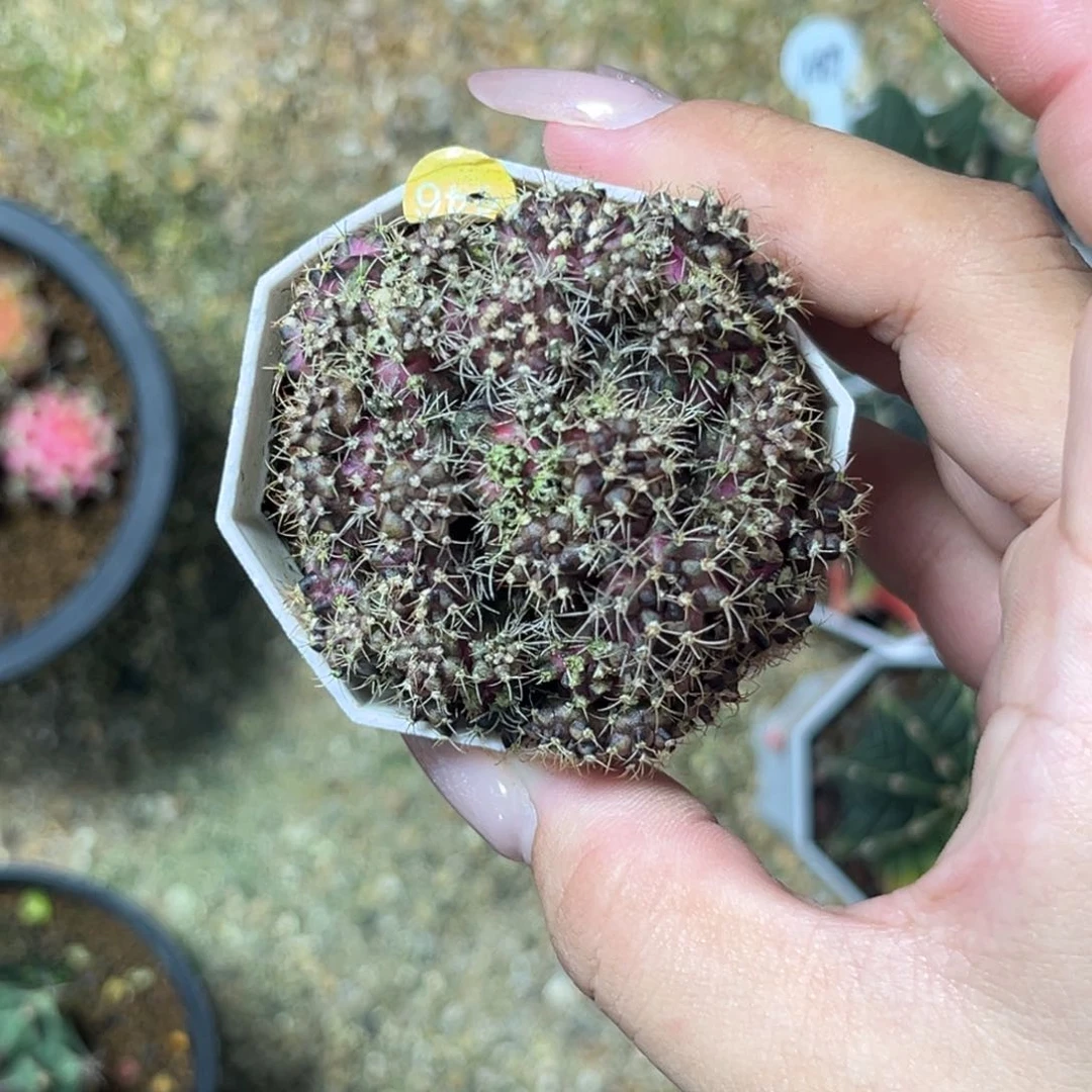 446 群生海神 带盆土发货 特价