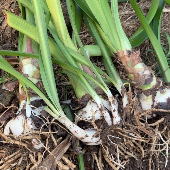 无花朵香***-樱桃包对版三颗