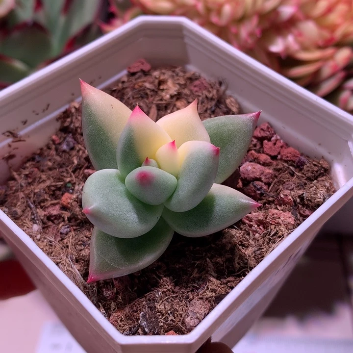 国产象牙锦有全锦叶