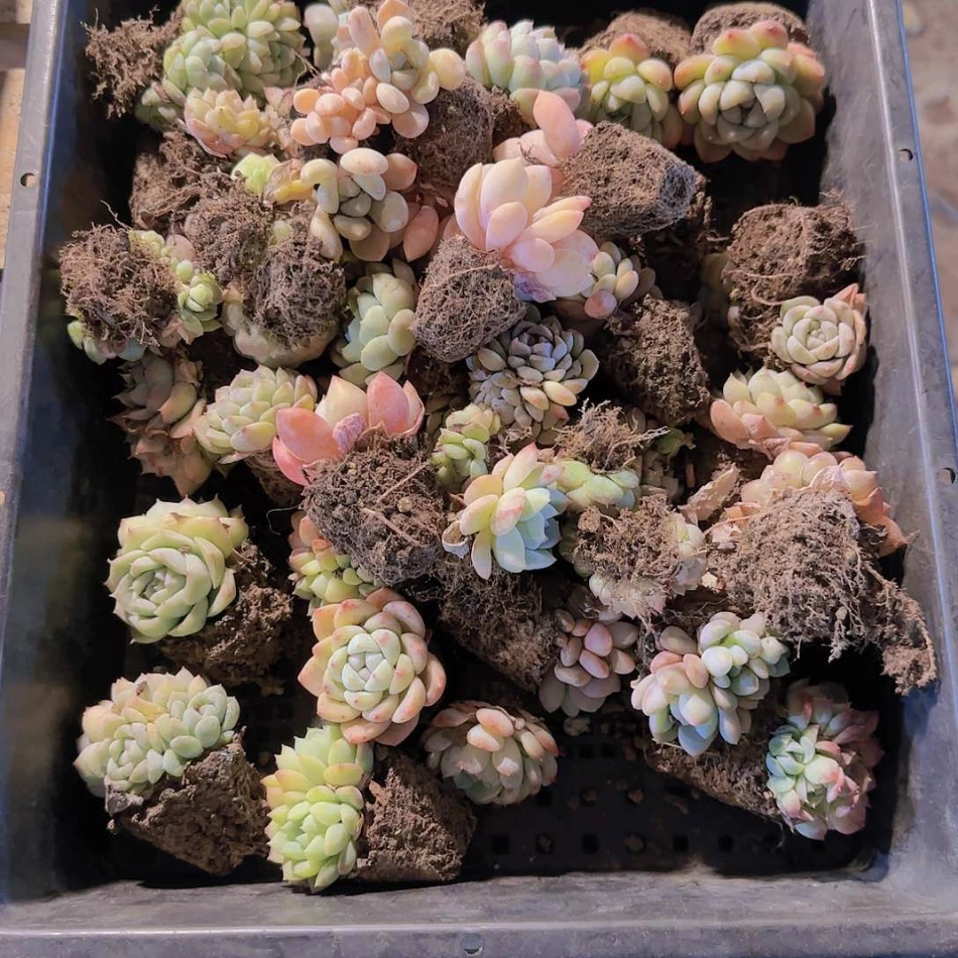 整筐保底25颗以上量拍