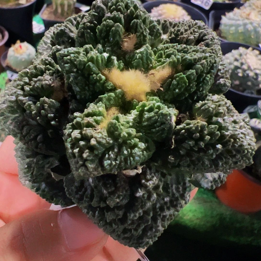 无花朵哥斯拉龟甲牡丹518