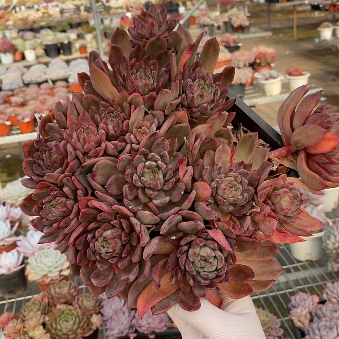 427蓝龙多头一物一拍