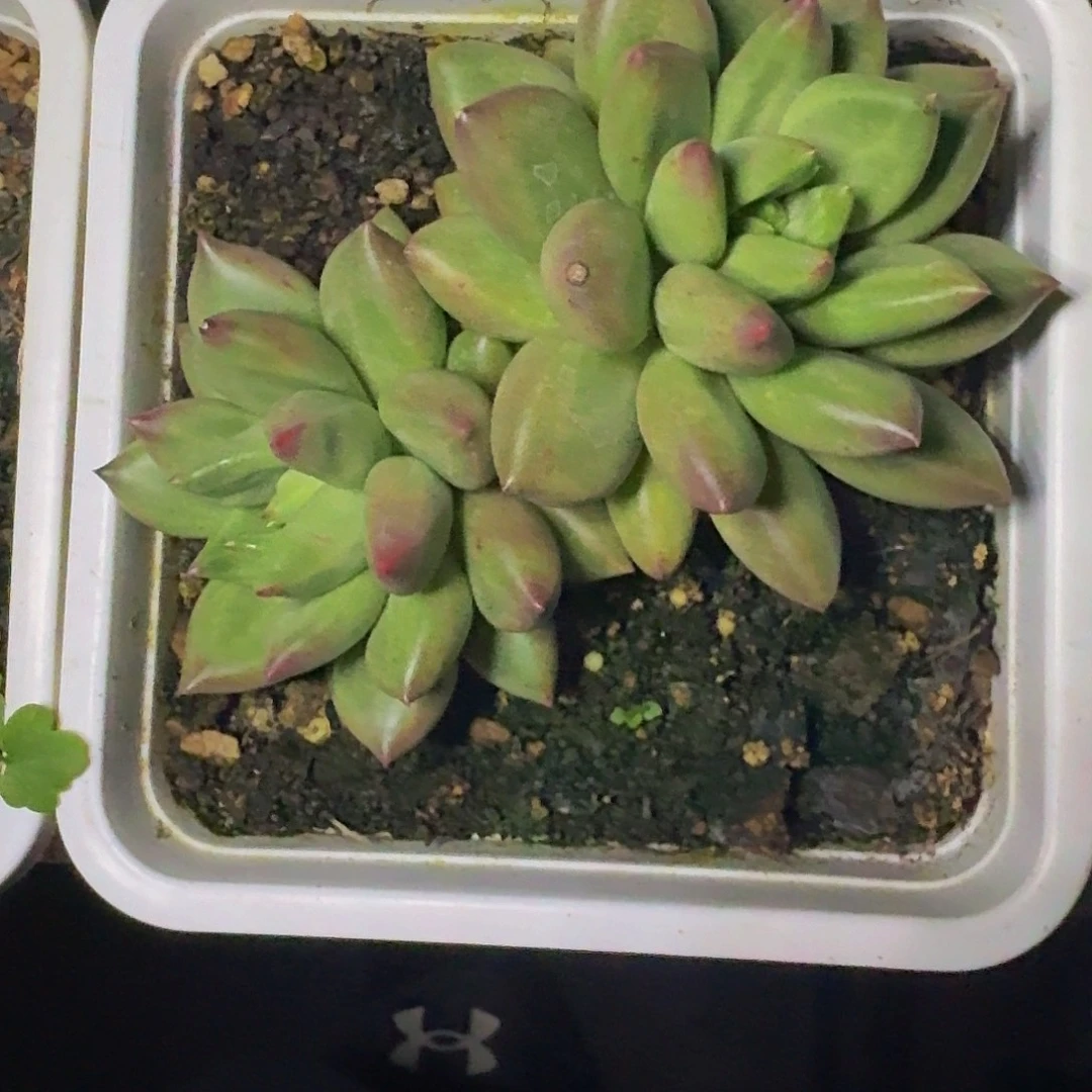 米其林双头 一物一拍