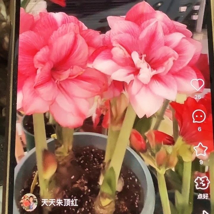蒂卡梦幻直径4厘米左右