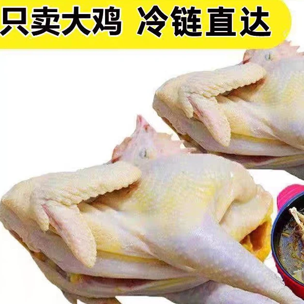 【昌吉毛姐新疆包邮】500天小蛋鸡
