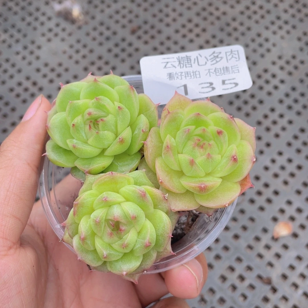 云糖心多肉植物135