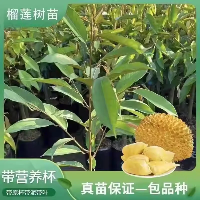 金枕榴莲苗猫山榴莲苗黑刺榴莲苗嫁接苗带土带叶子正宗榴莲苗广西