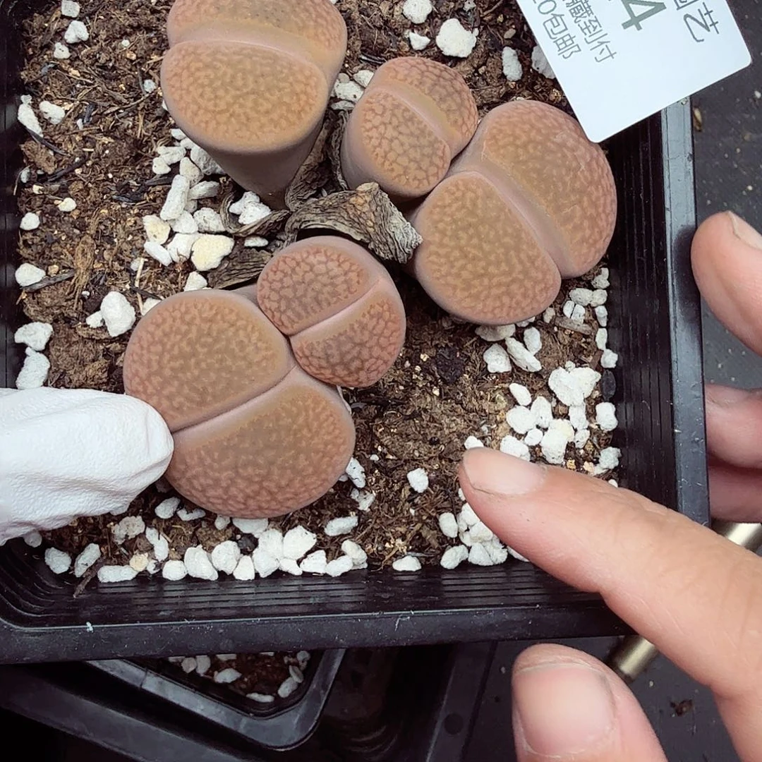 哈哈哈你真的会有很多724好