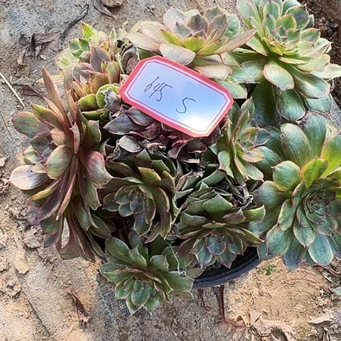 多肉植物不知名645