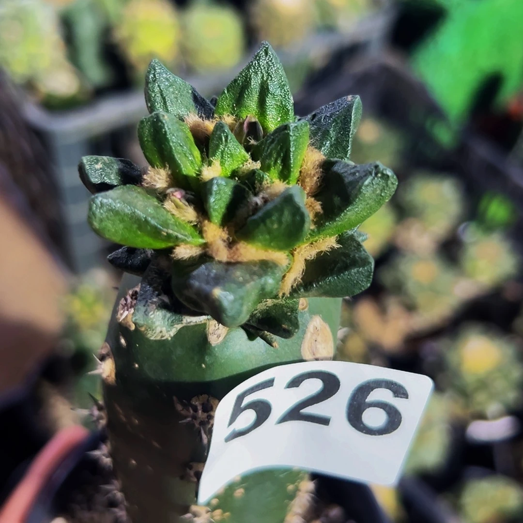 我***名无花朵福利龙角牡丹526