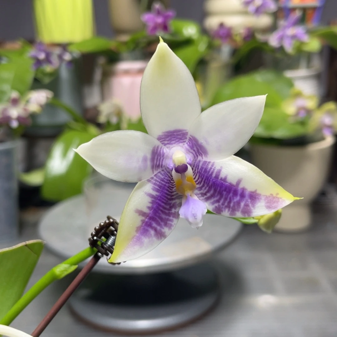 完全开放KM3667，2.5杯开花株，叶片有修剪